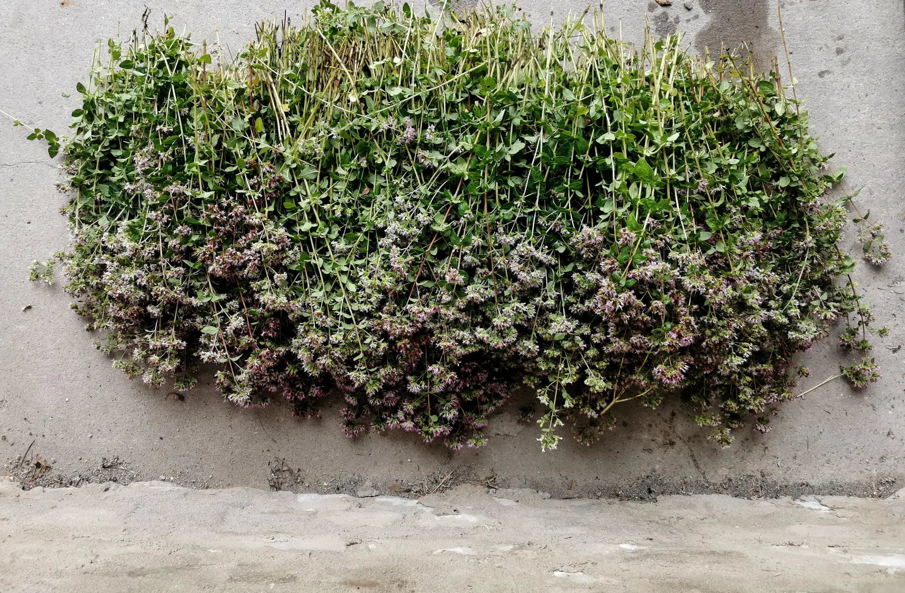 PROVINZ Kräutermanufaktur - Handverlesene Kräuter aus der Region