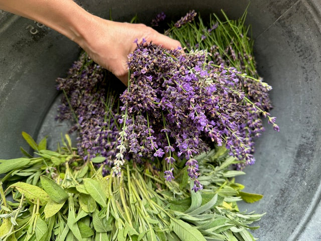 Nachhaltige Kräuterernte in Handarbeit auf dem Permakulturhof Brandenburg
